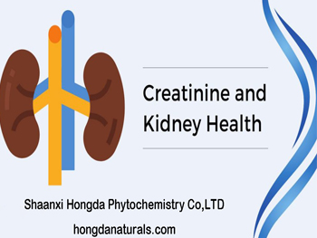 Is Creatine Monohydrate Safe For Kidneys?